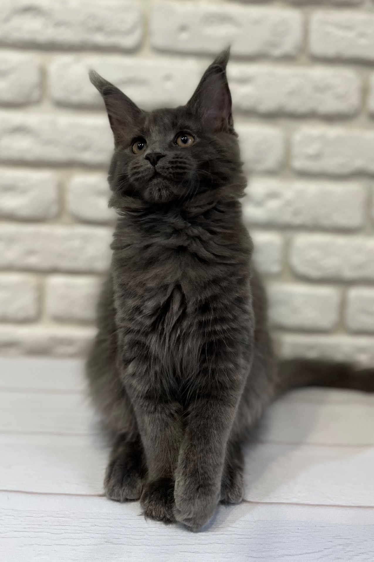 Кошеня Мейн-кун дівчинка