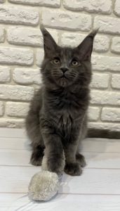 Кошеня Мейн-кун дівчинка