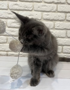 Кошеня Мейн-кун дівчинка