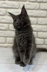 Кошеня Мейн-кун дівчинка