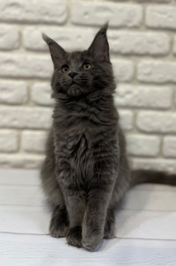 Кошеня Мейн-кун дівчинка