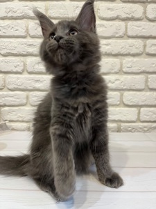 Кошеня Мейн-кун дівчинка