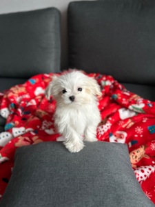 Мальчик щенок мальтезе мини Киев