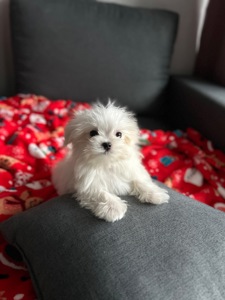 Мальчик щенок мальтезе мини Киев