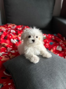 Мальчик щенок мальтезе мини Киев
