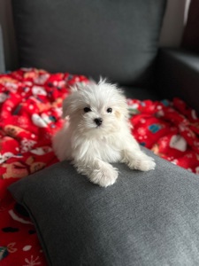 Мальчик щенок мальтезе мини Киев