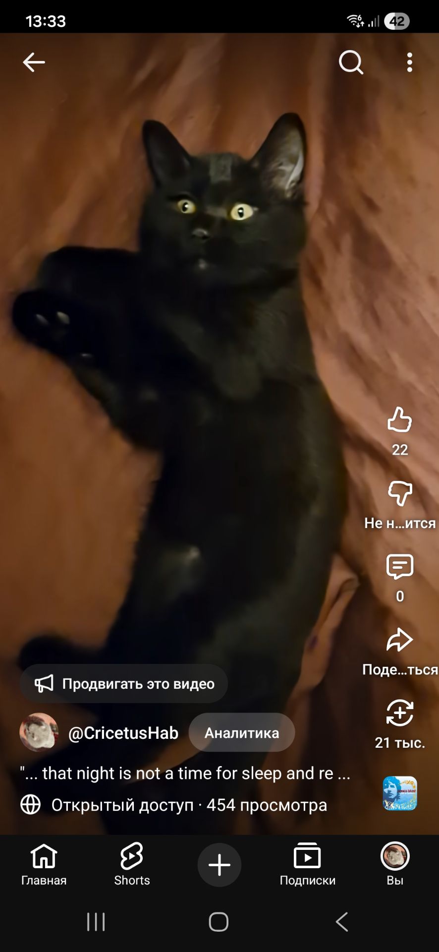 Чорно-шоколадне Норкове Кошеня