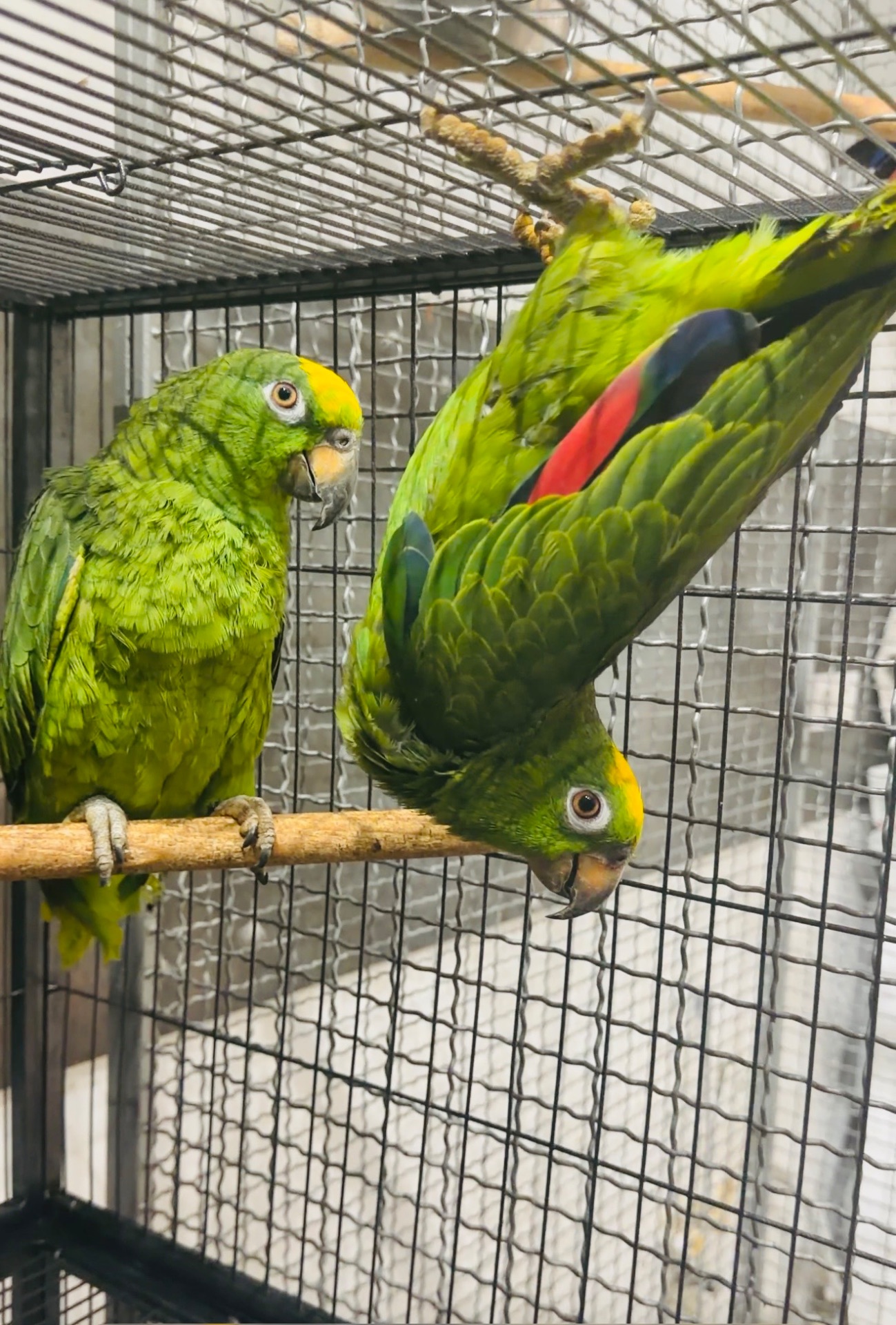 Сурінамський амазон