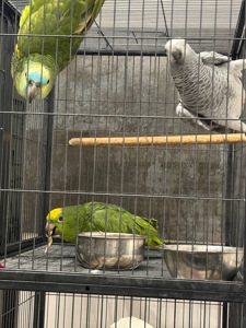 Сурінамський амазон