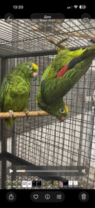 Сурінамський амазон