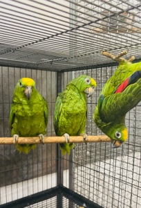 Сурінамський амазон