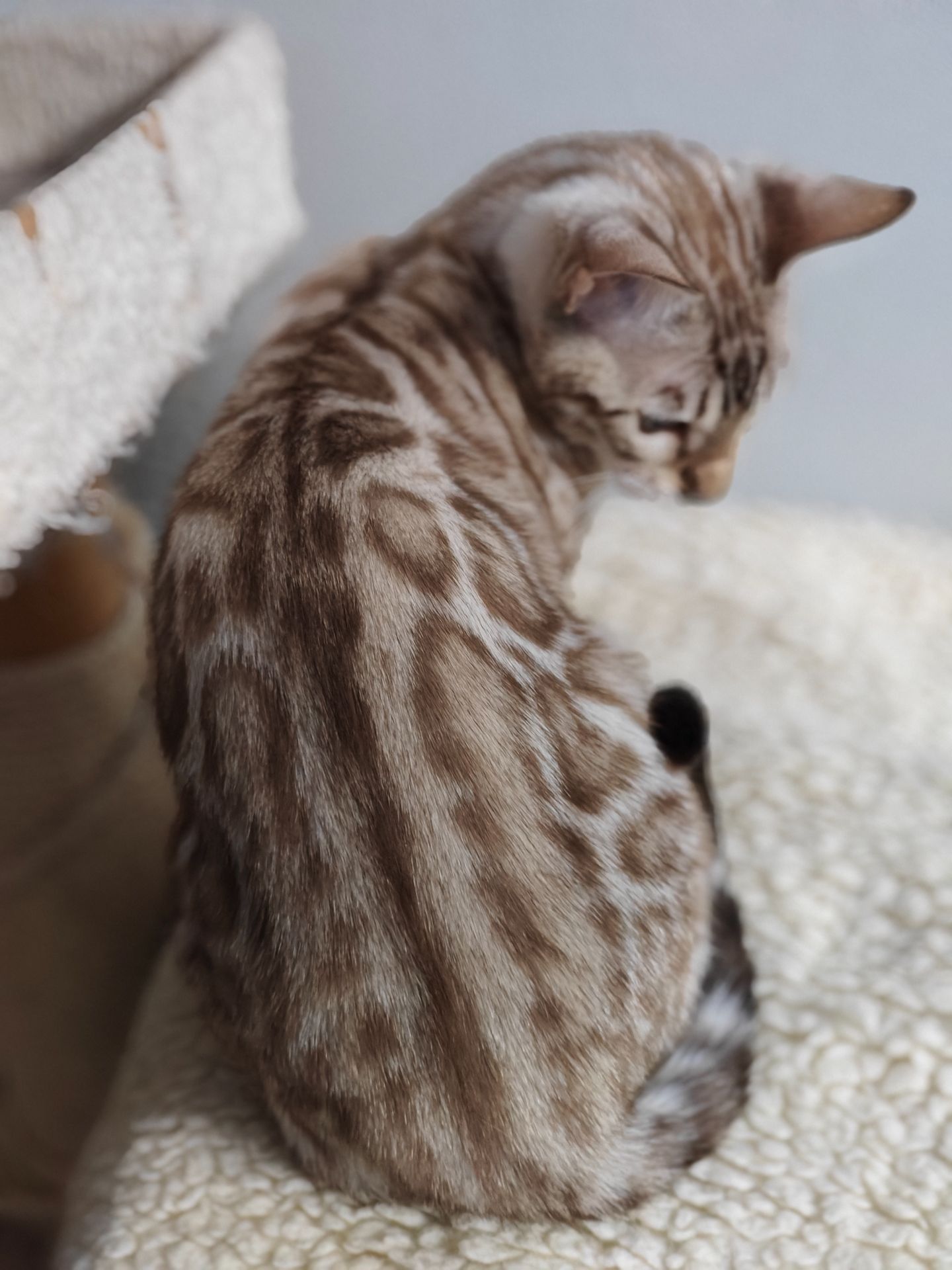 Дівчинка Daniela