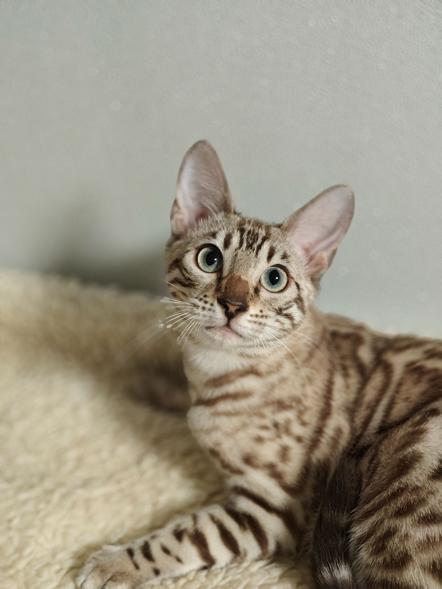 Дівчинка Daniela