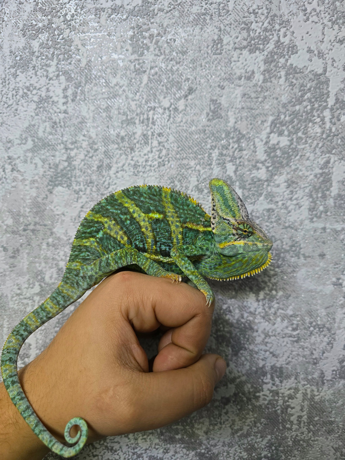 Єменський хамелеон