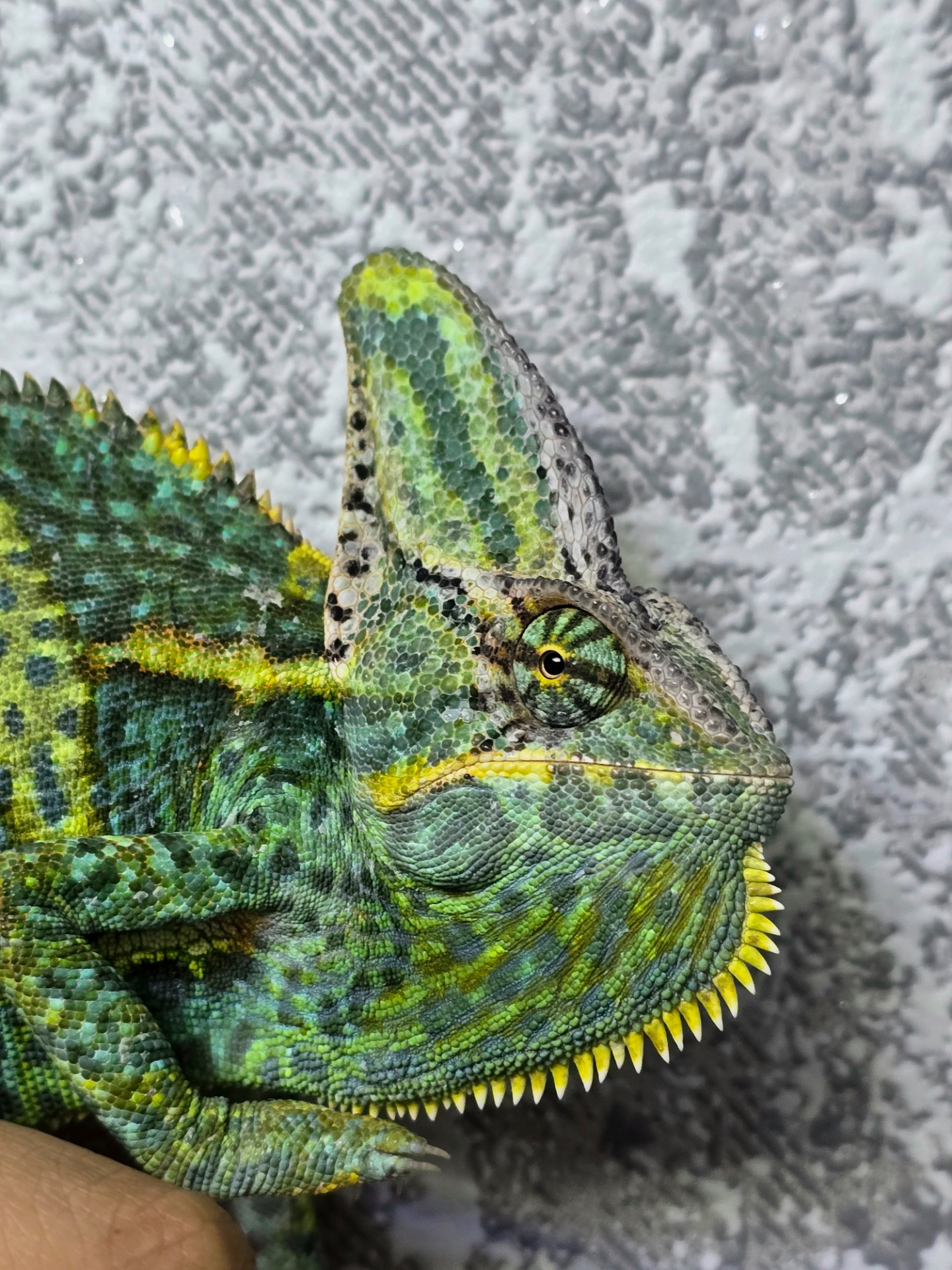 Єменський хамелеон