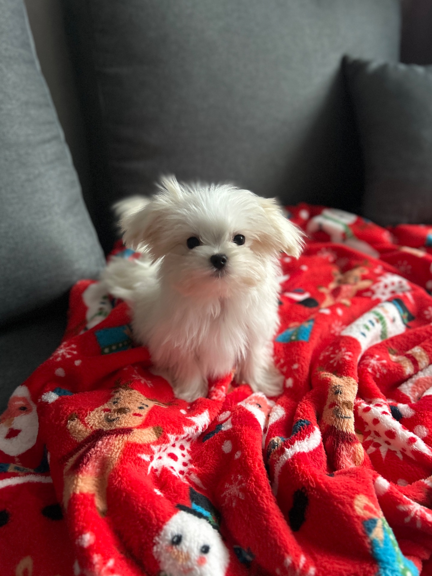 Щенок мальчик мальтезе беби фейс Киев