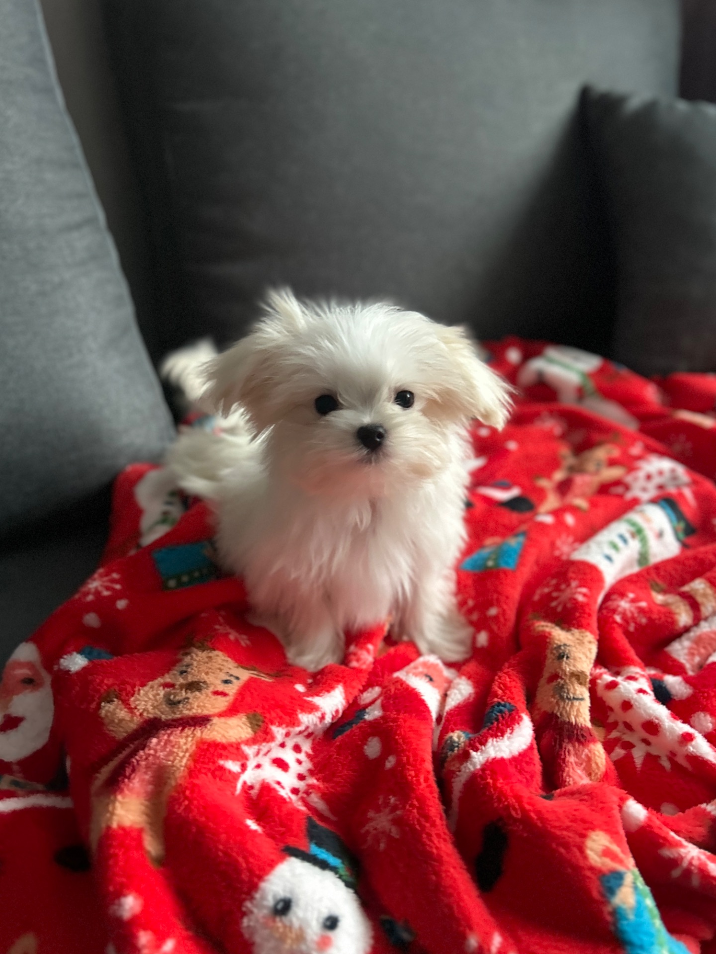 Щенок мальчик мальтезе беби фейс Киев