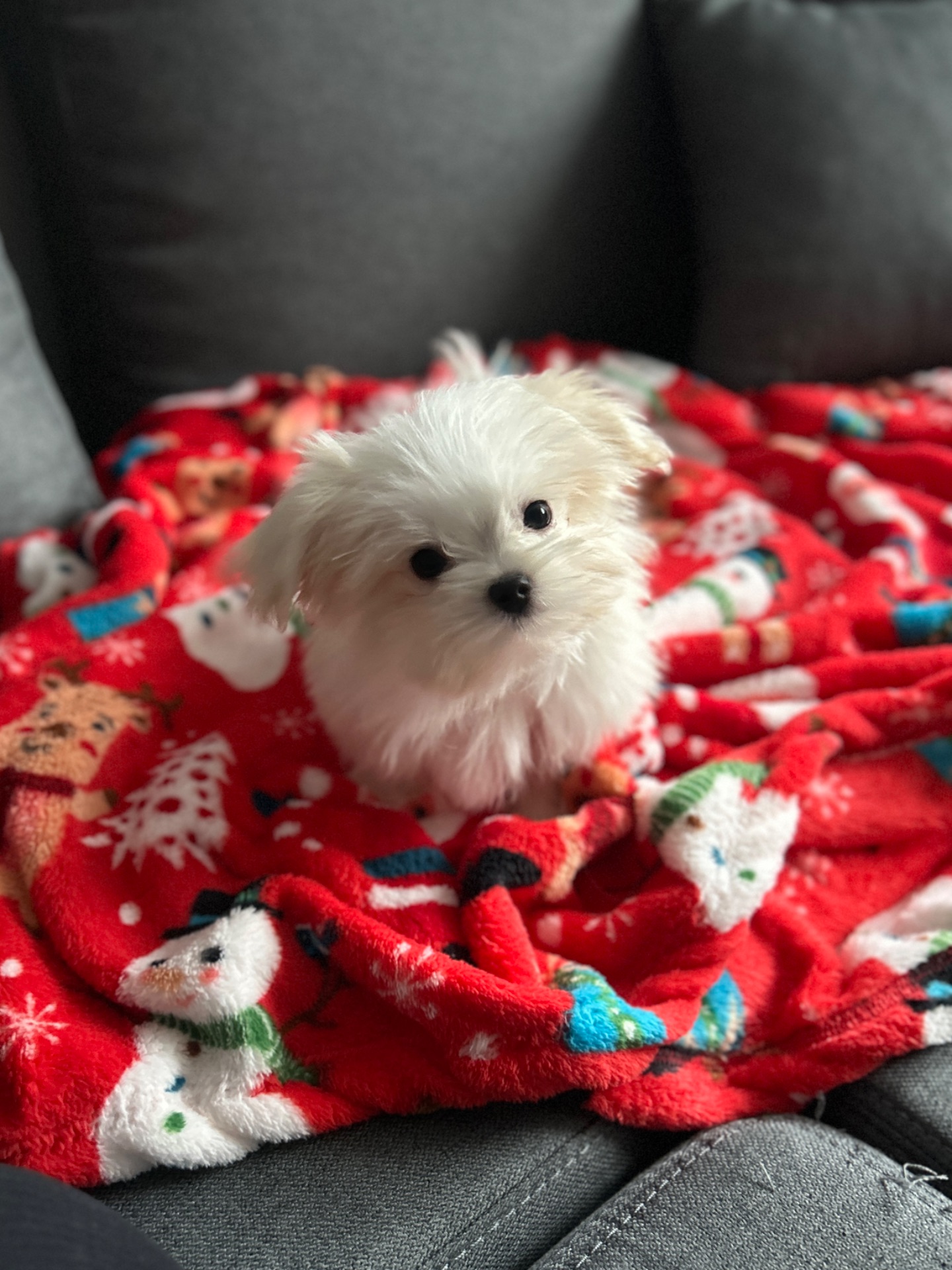 Щенок мальчик мальтезе беби фейс Киев