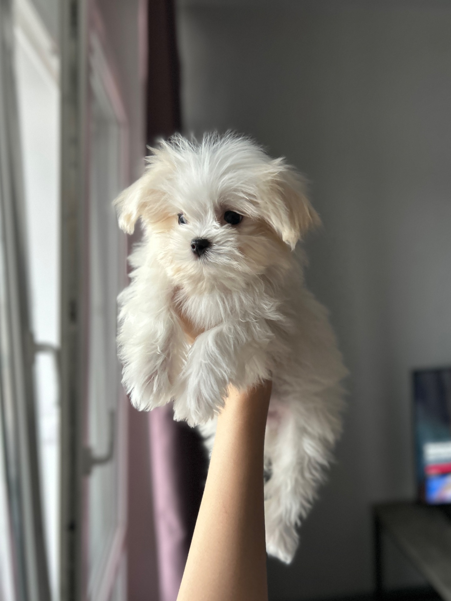 Мальчик мальтезе белоснежного окраса