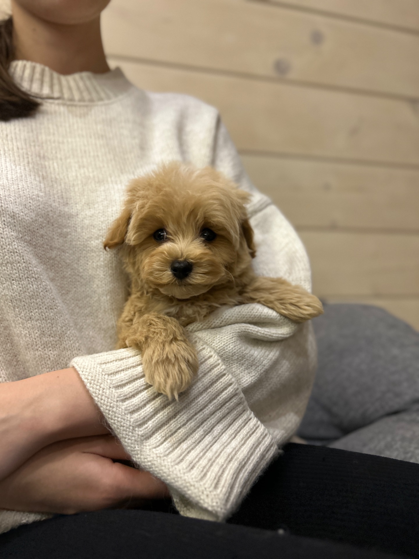 Беби фейс мальчик мальтипу ф1 мини