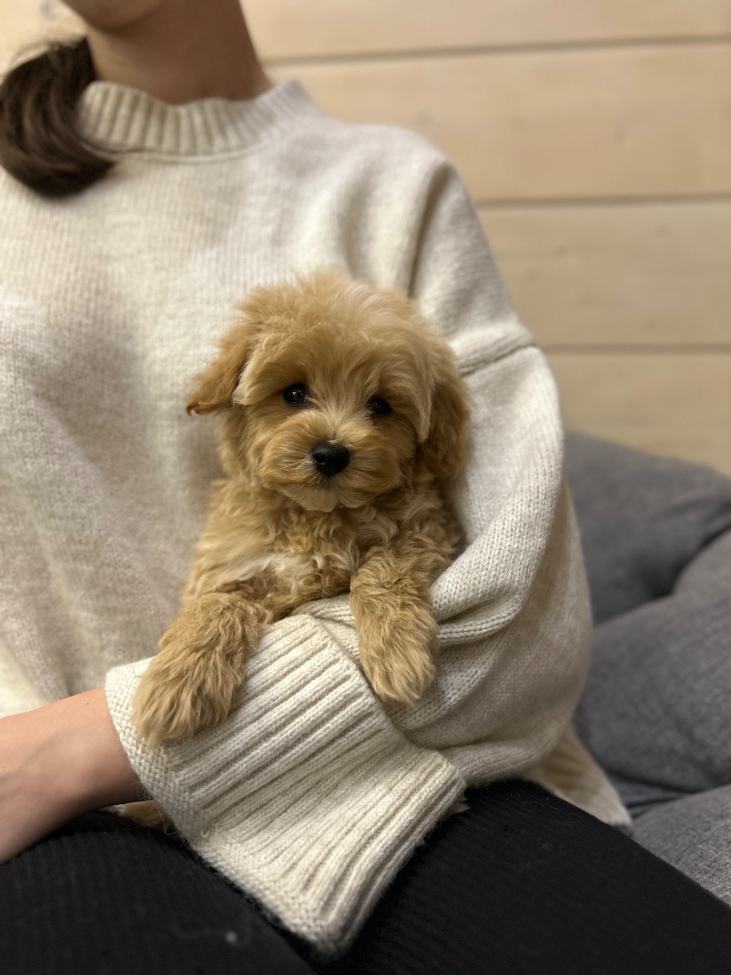 Беби фейс мальчик мальтипу ф1 мини