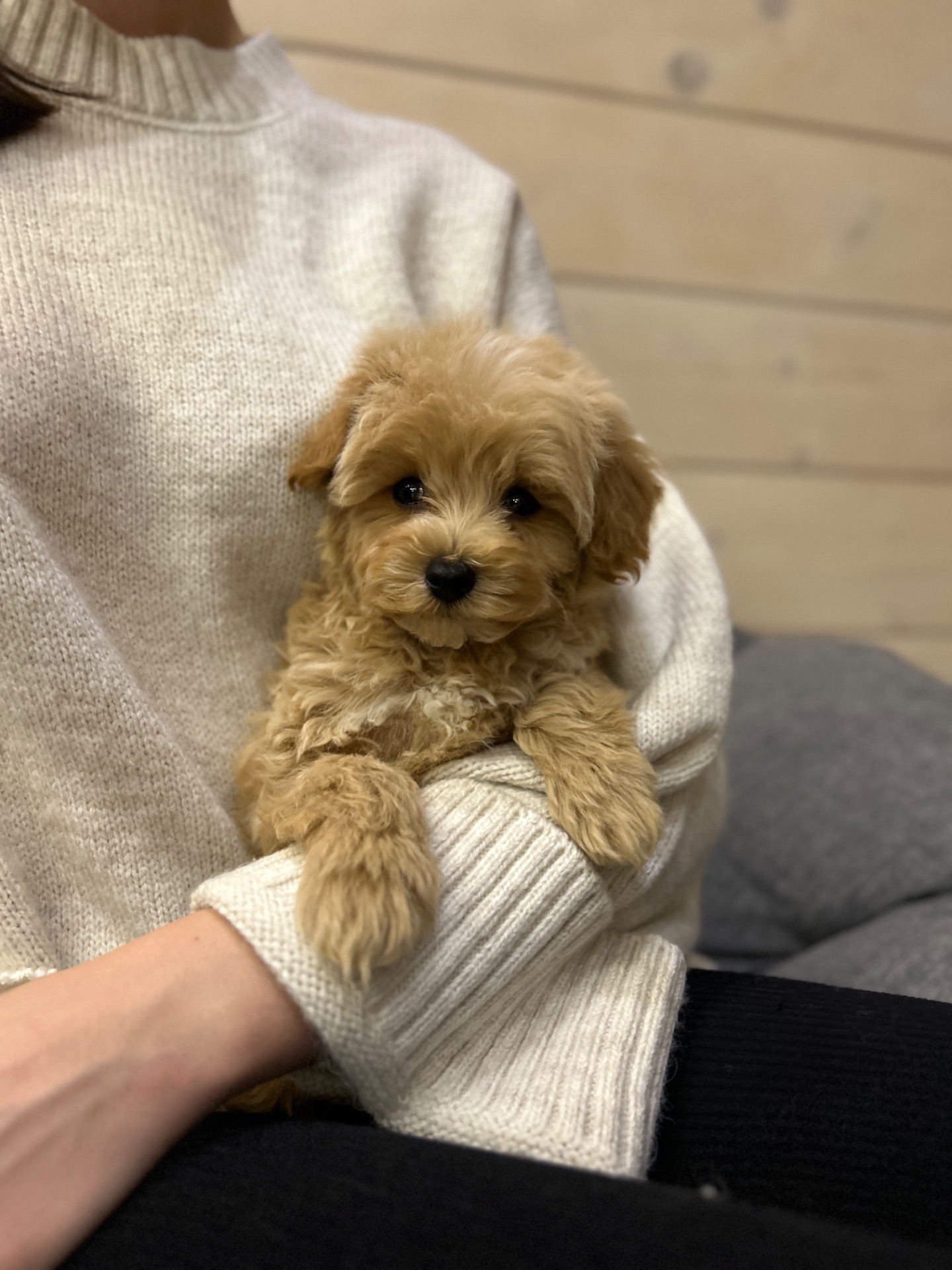 Беби фейс мальчик мальтипу ф1 мини