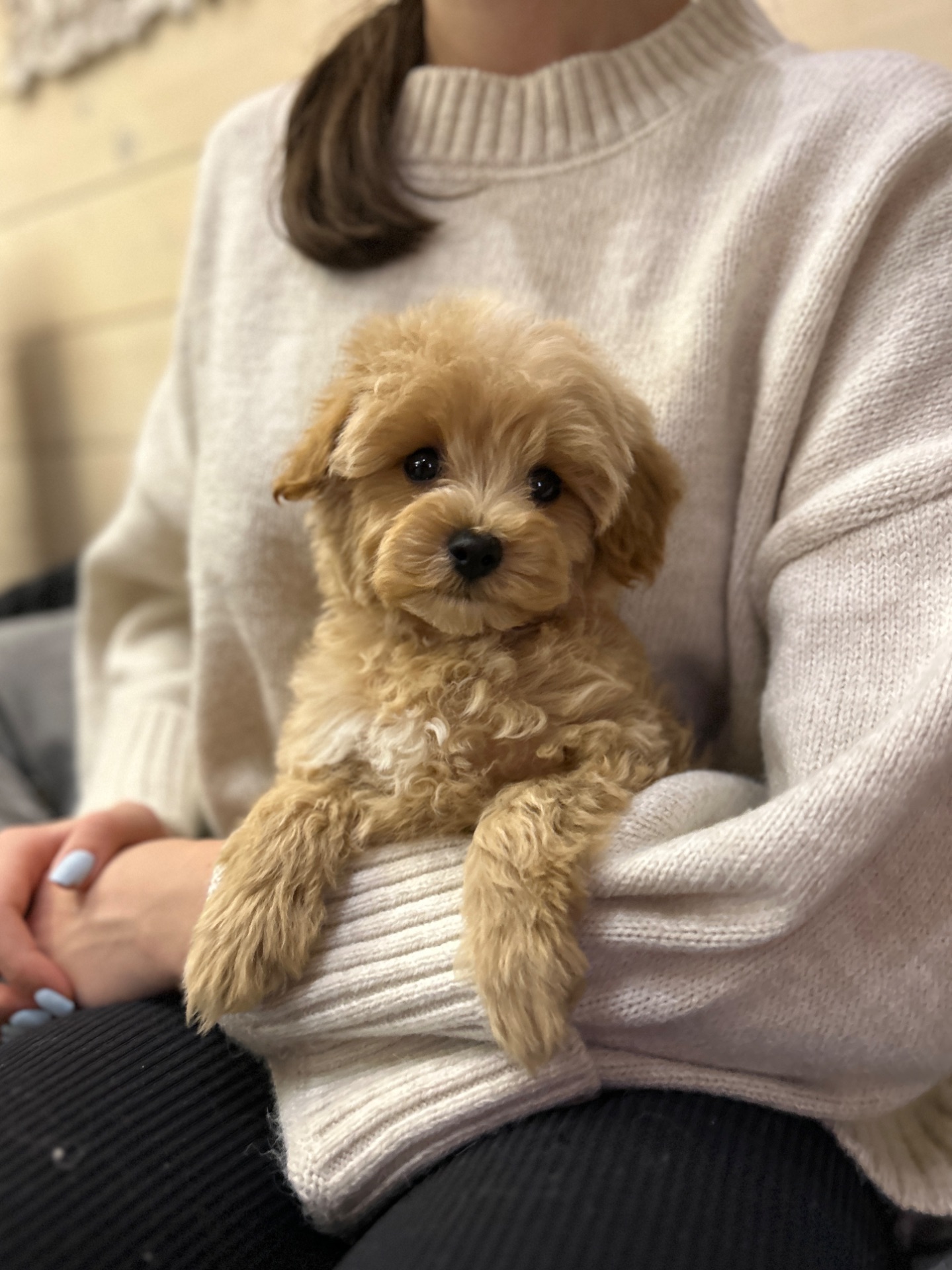 Беби фейс мальчик мальтипу ф1 мини