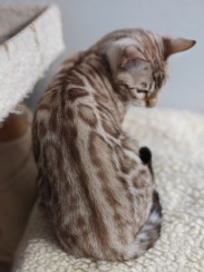 Дівчинка Daniela