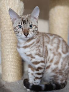 Дівчинка Daniela