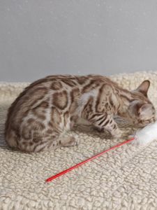 Дівчинка Daniela