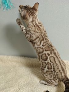 Дівчинка Daniela