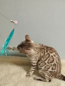 Дівчинка Daniela