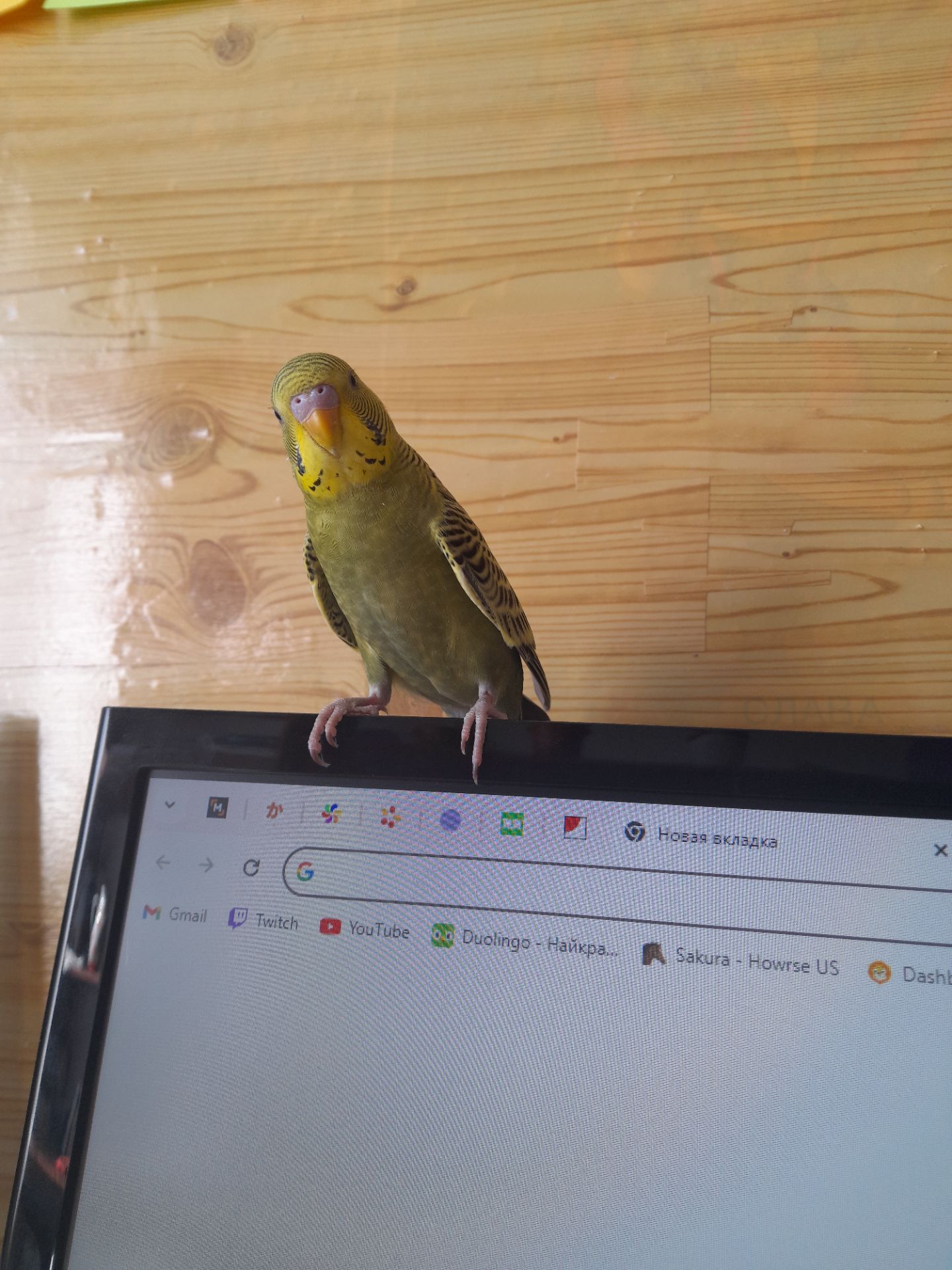 Волнистый попугай срочно