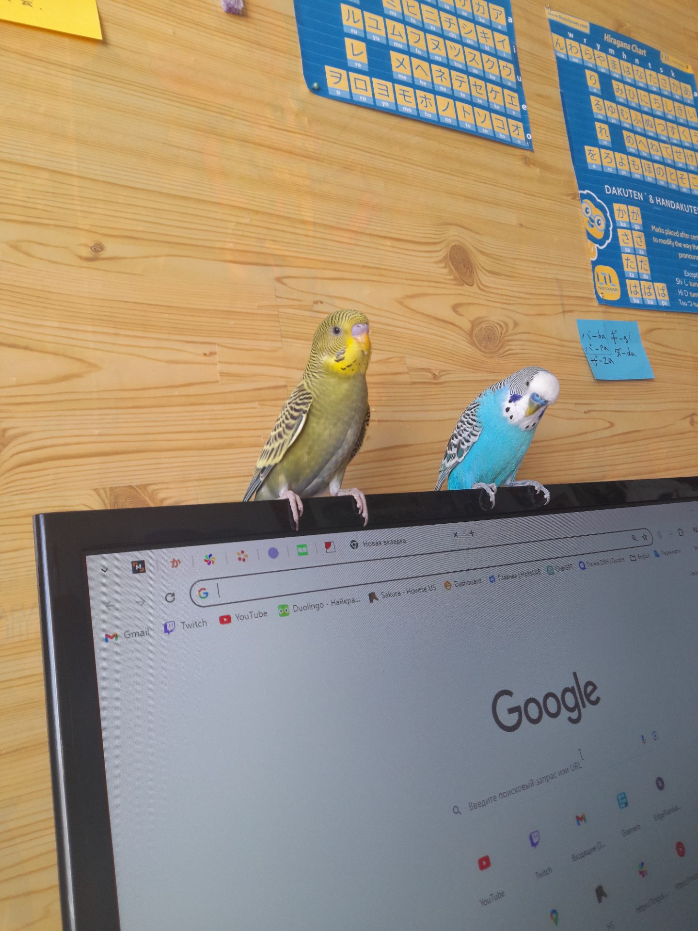 Волнистый попугай срочно