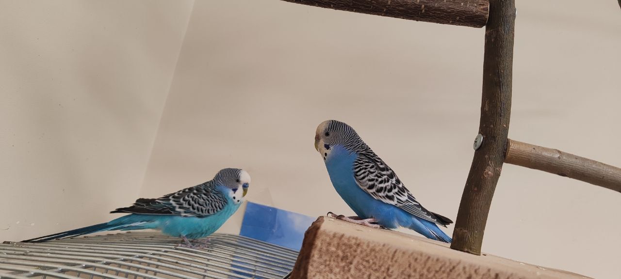 Птенчики волнистиков