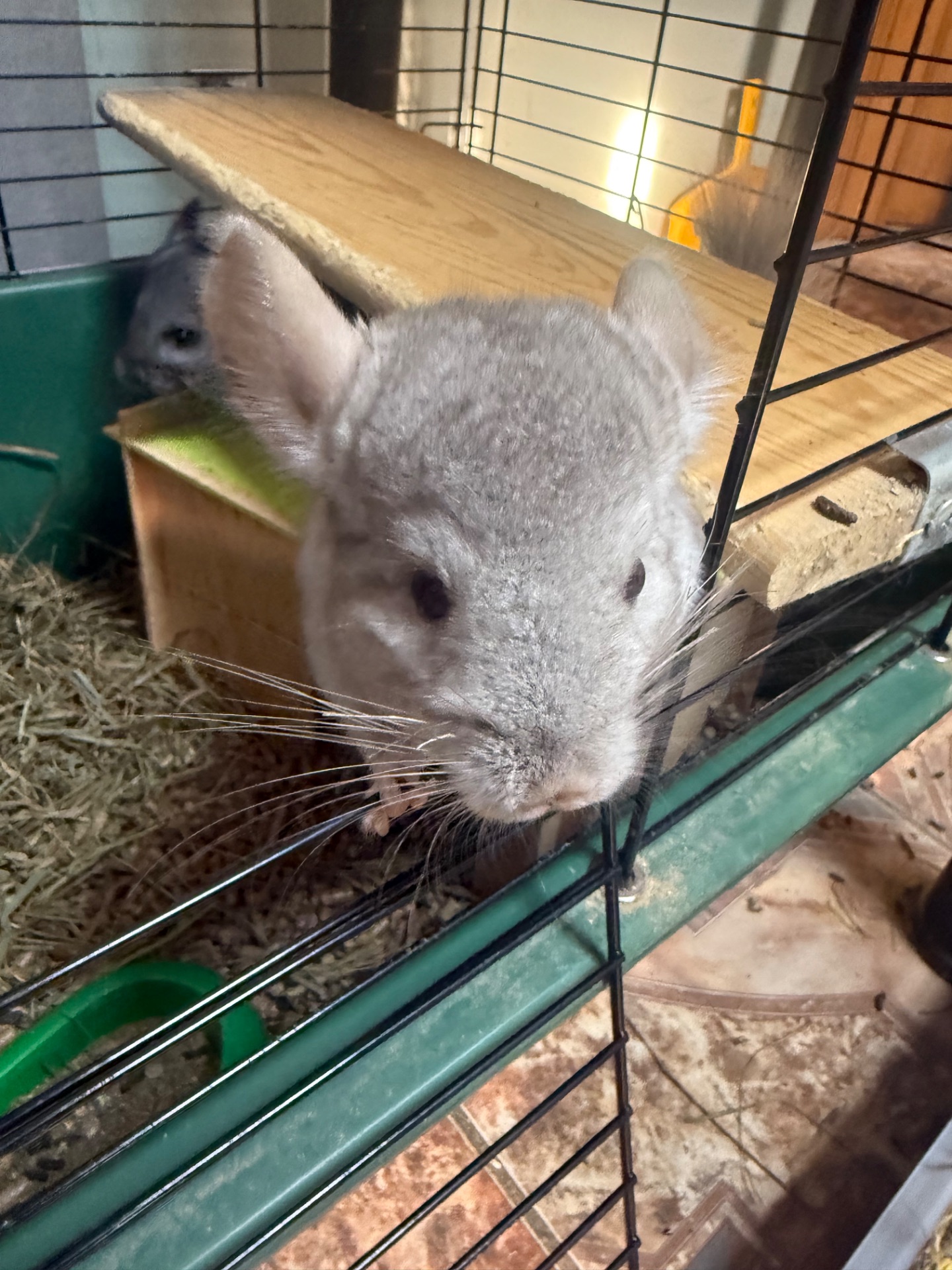 Шиншили хлопчик сірий та дівчинка бежева