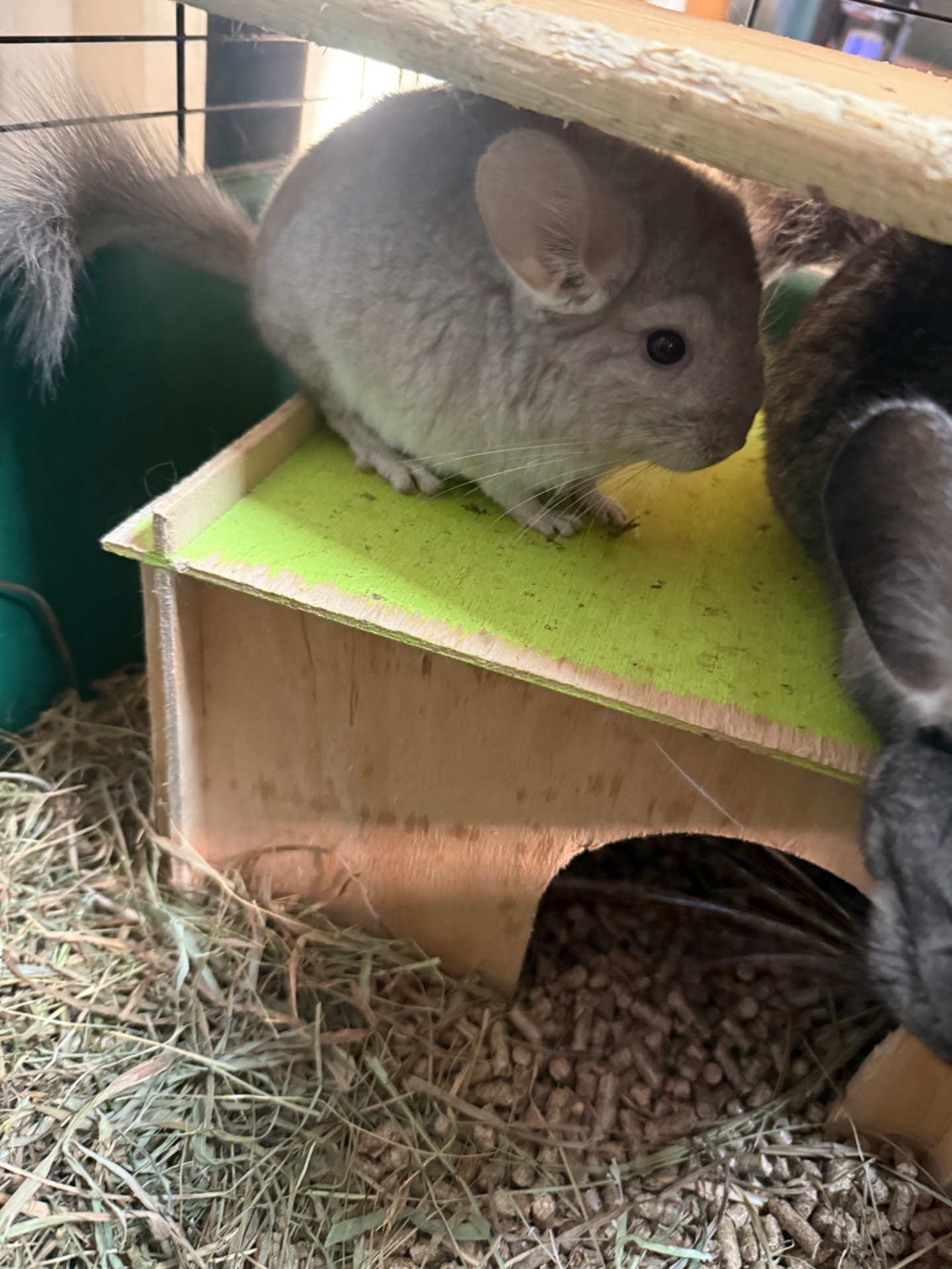 Шиншили хлопчик сірий та дівчинка бежева