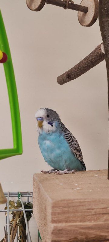 Птенчики волнистиков