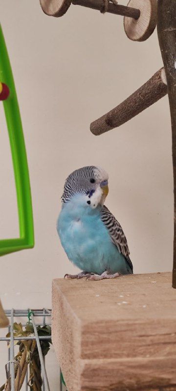 Птенчики волнистиков