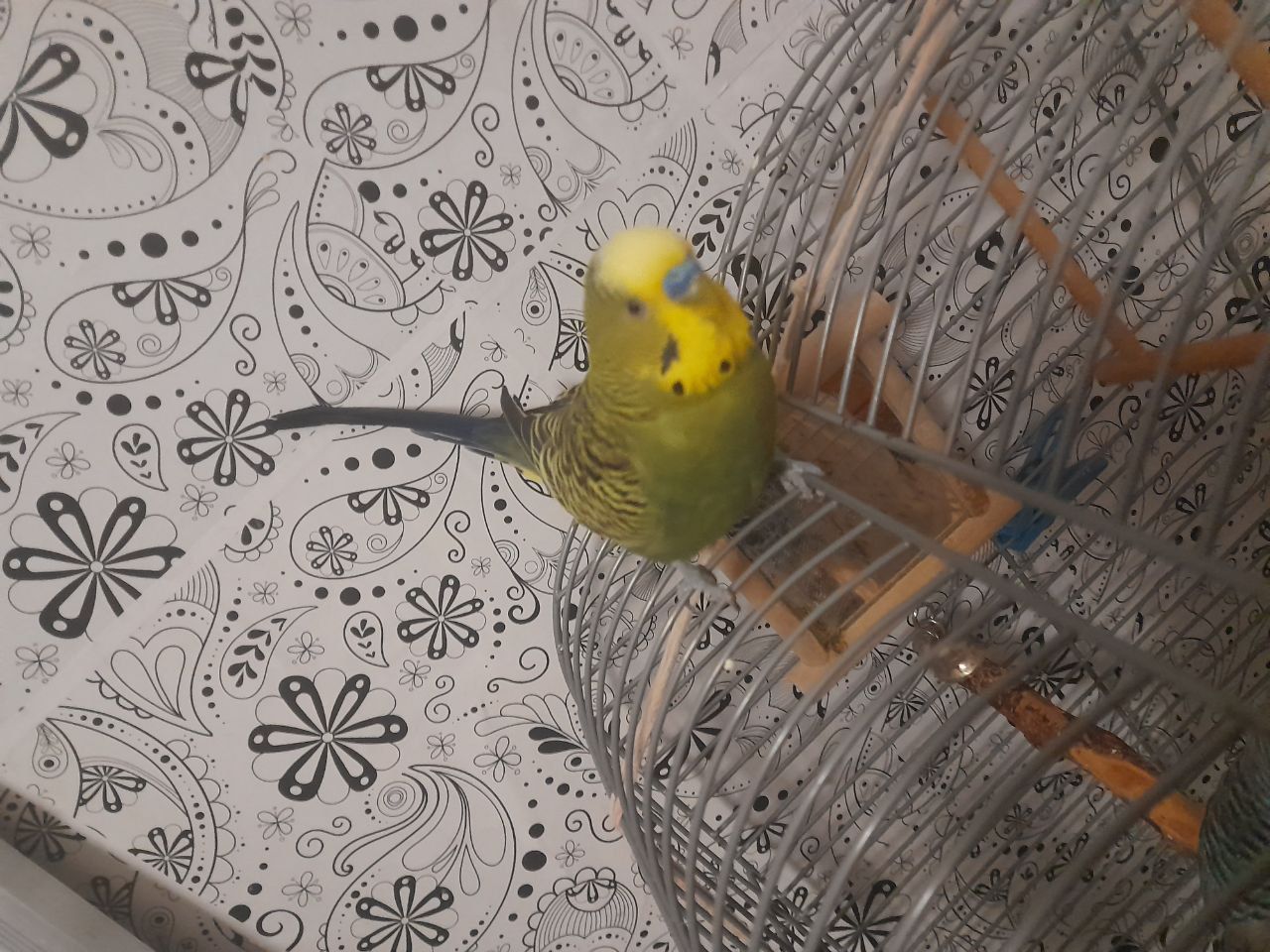 Волнистый попугай срочно
