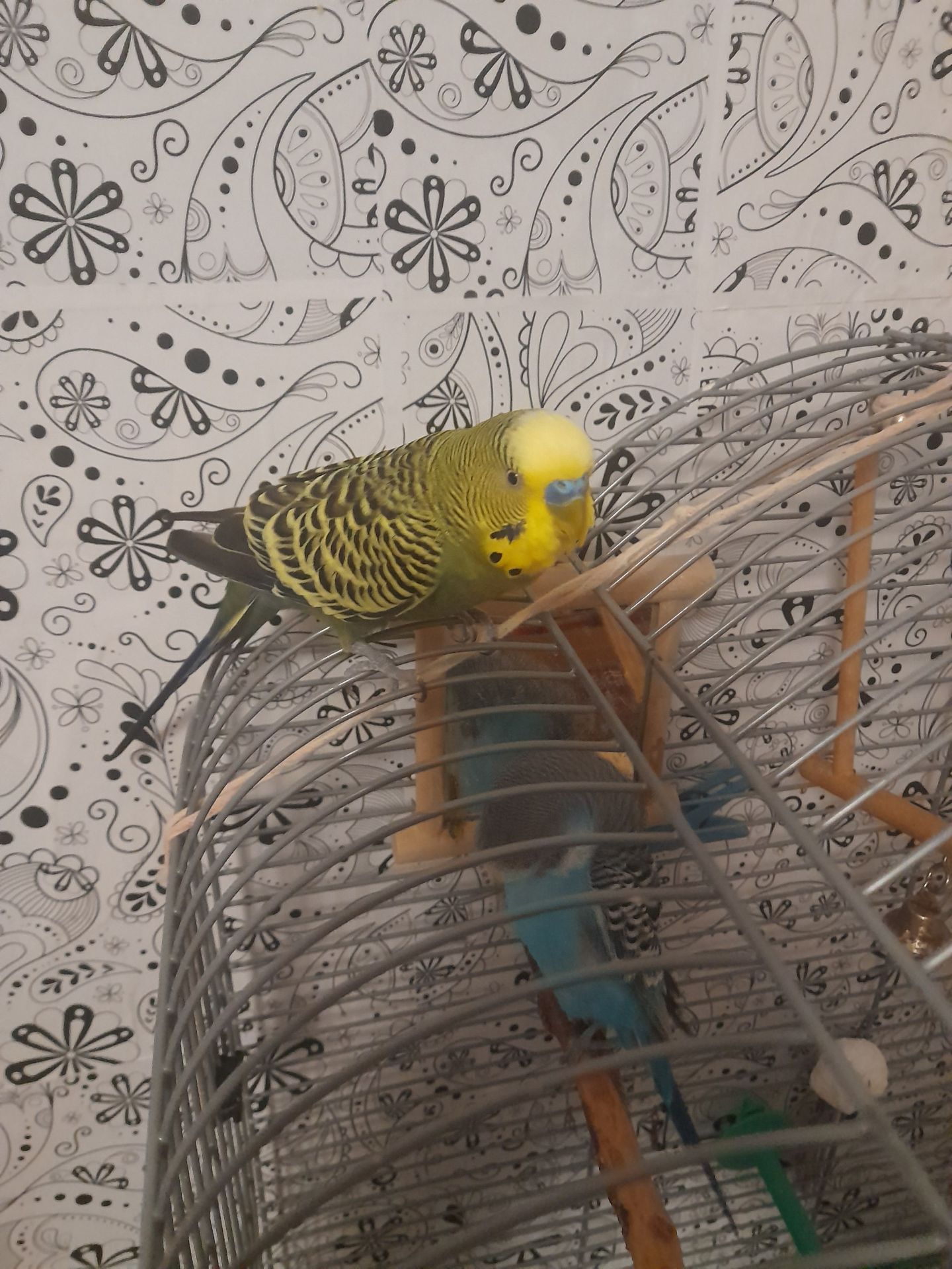 Волнистый попугай срочно