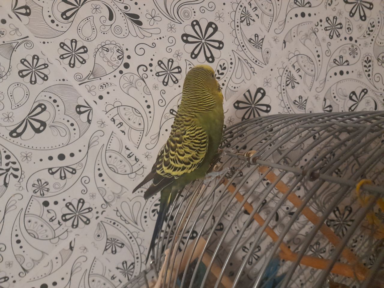 Волнистый попугай срочно