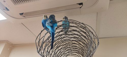 Птенчики волнистиков