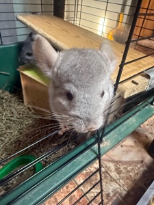 Шиншили хлопчик сірий та дівчинка бежева