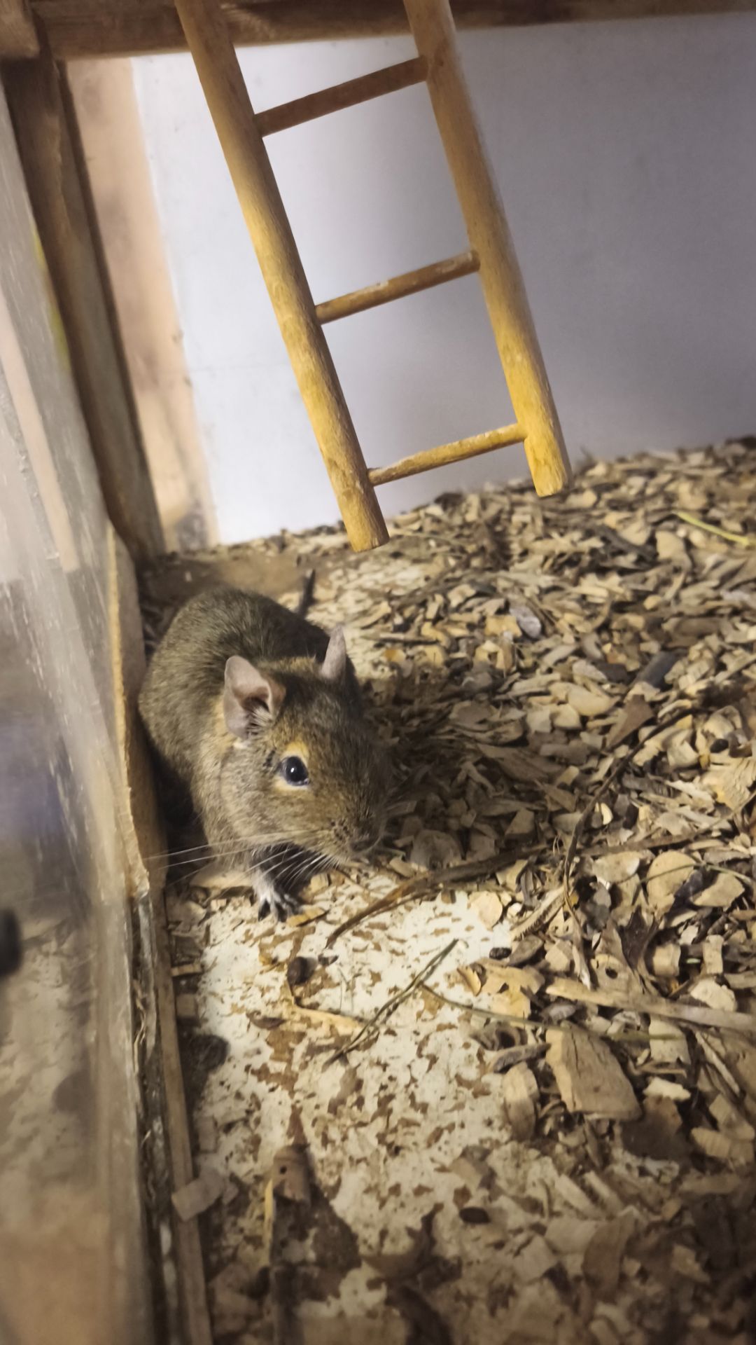 Чилійська білка Дегу