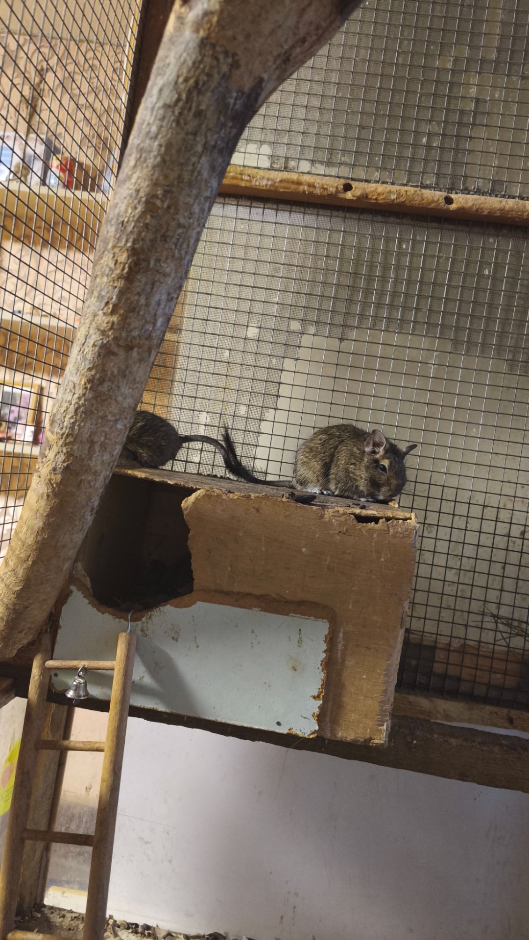 Чилійська білка Дегу