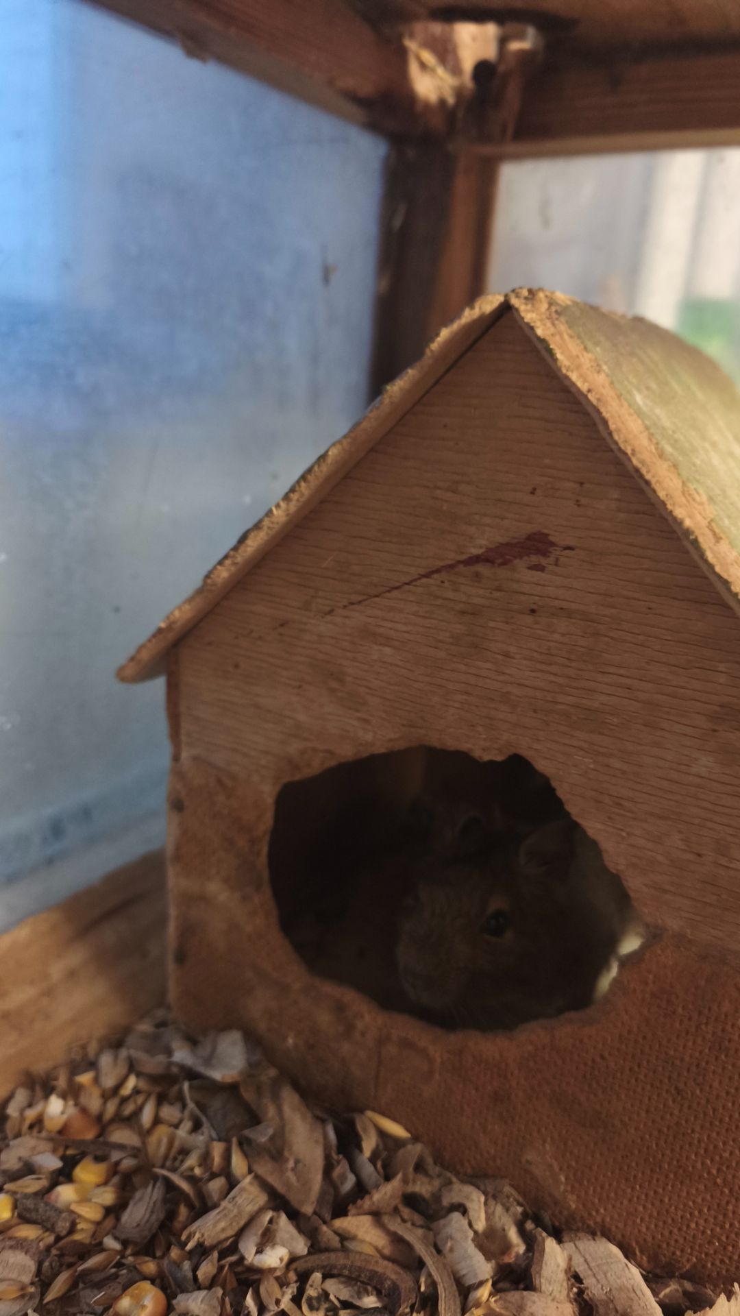 Чилійська білка Дегу