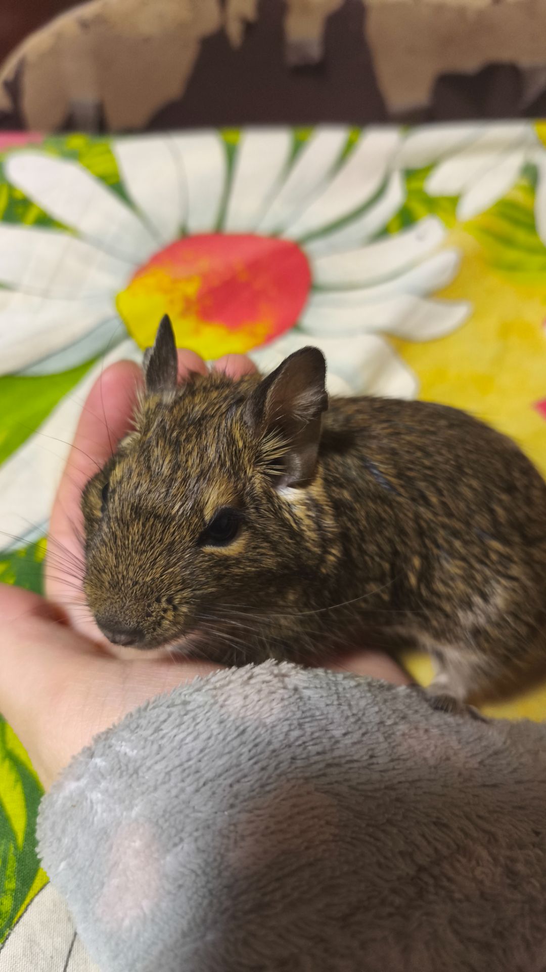 Чилійська білка Дегу