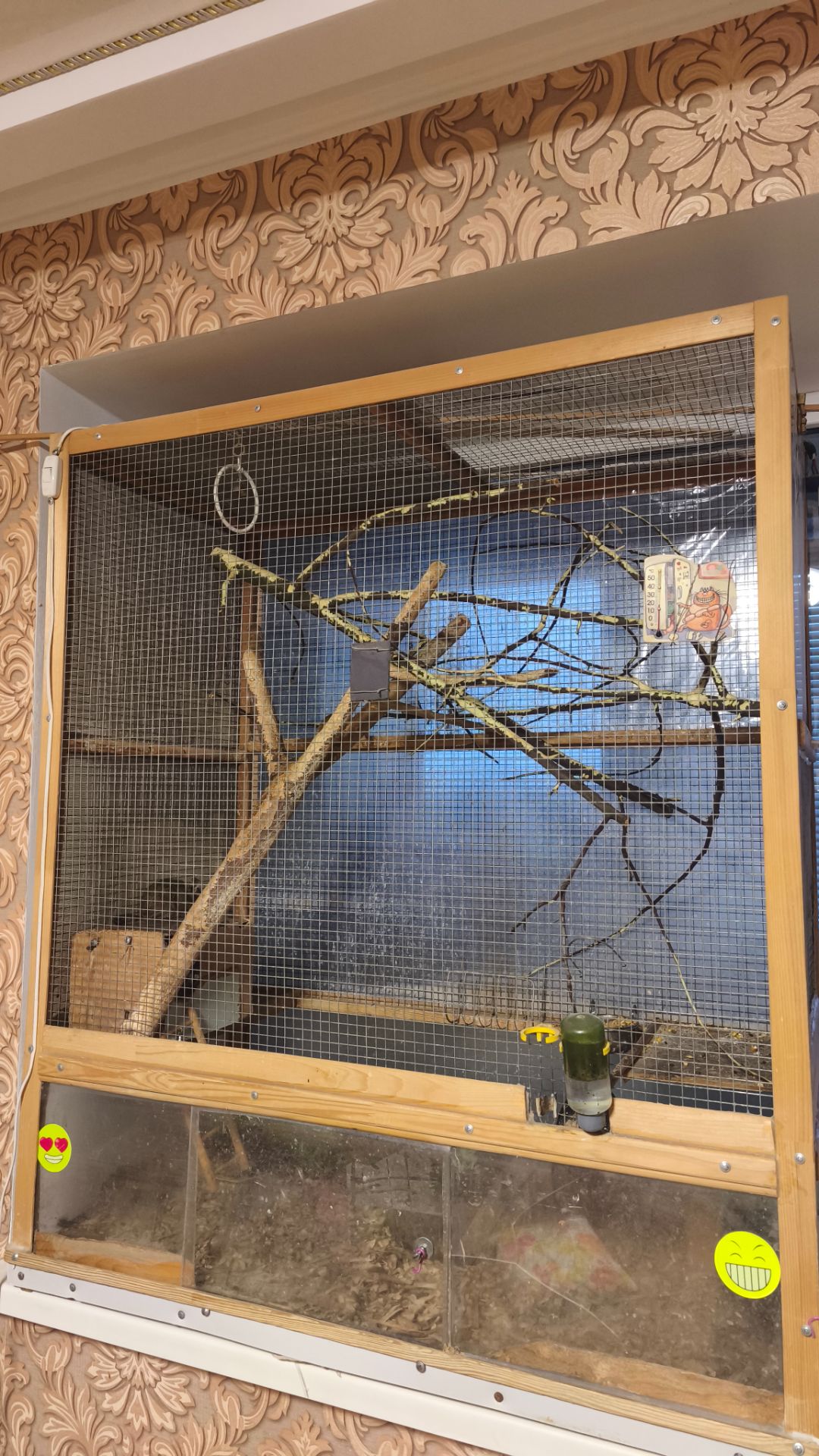 Чилійська білка Дегу