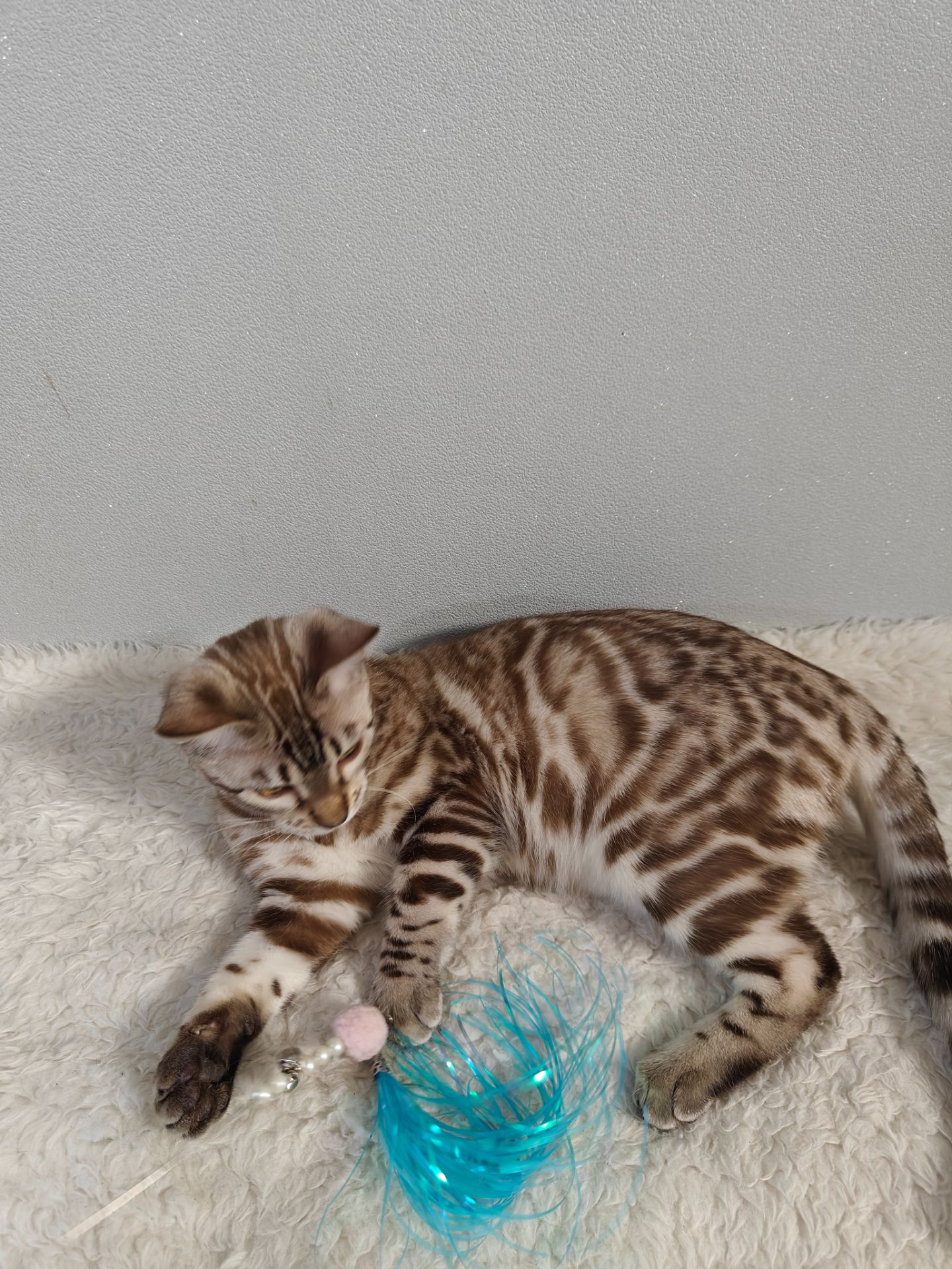 Дівчинка Dakota сніжного окрасу